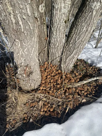 Rähni sepikoda on männikäbisid täis.