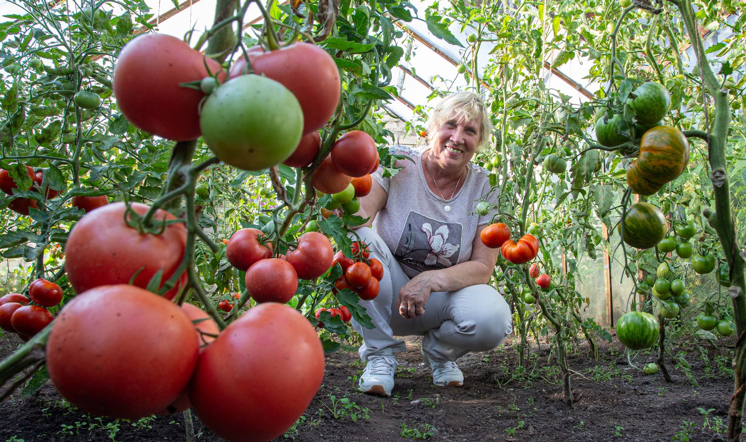 "Tomatid on minu kiiks," naerab Etti Kagarov, et ühtegi muud taime ta ette ei kasvata, aga tomatitega jätkab kindlasti.