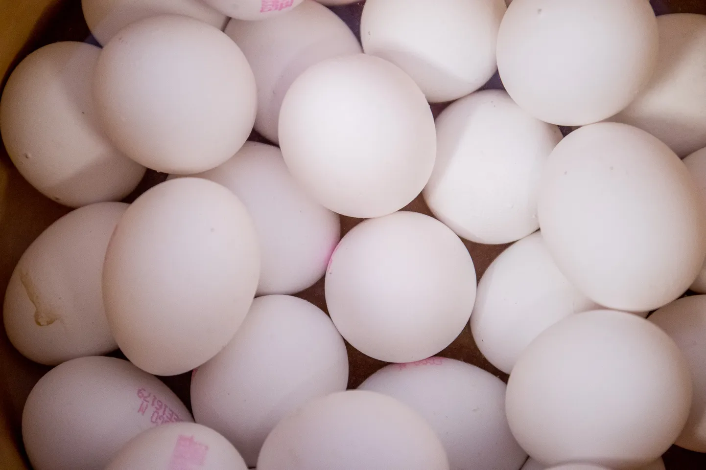 Tallinn 29.03.2018
Munade värvimine. Lihavõttepühad.
Easter, coloring eggs. 
FOTO: SANDER ILVEST/EESTI MEEDIA