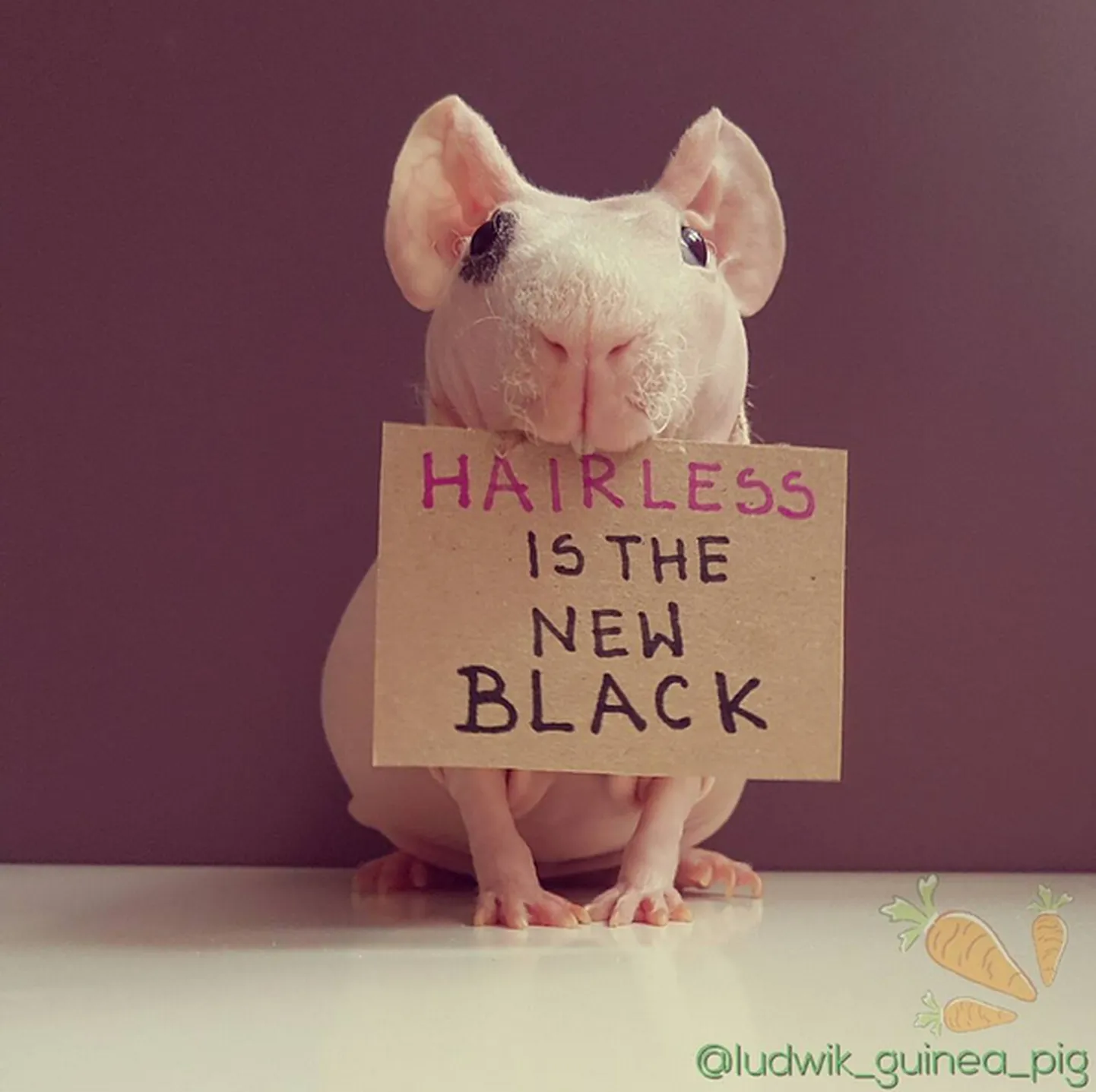 @ludwik_guinea_pig