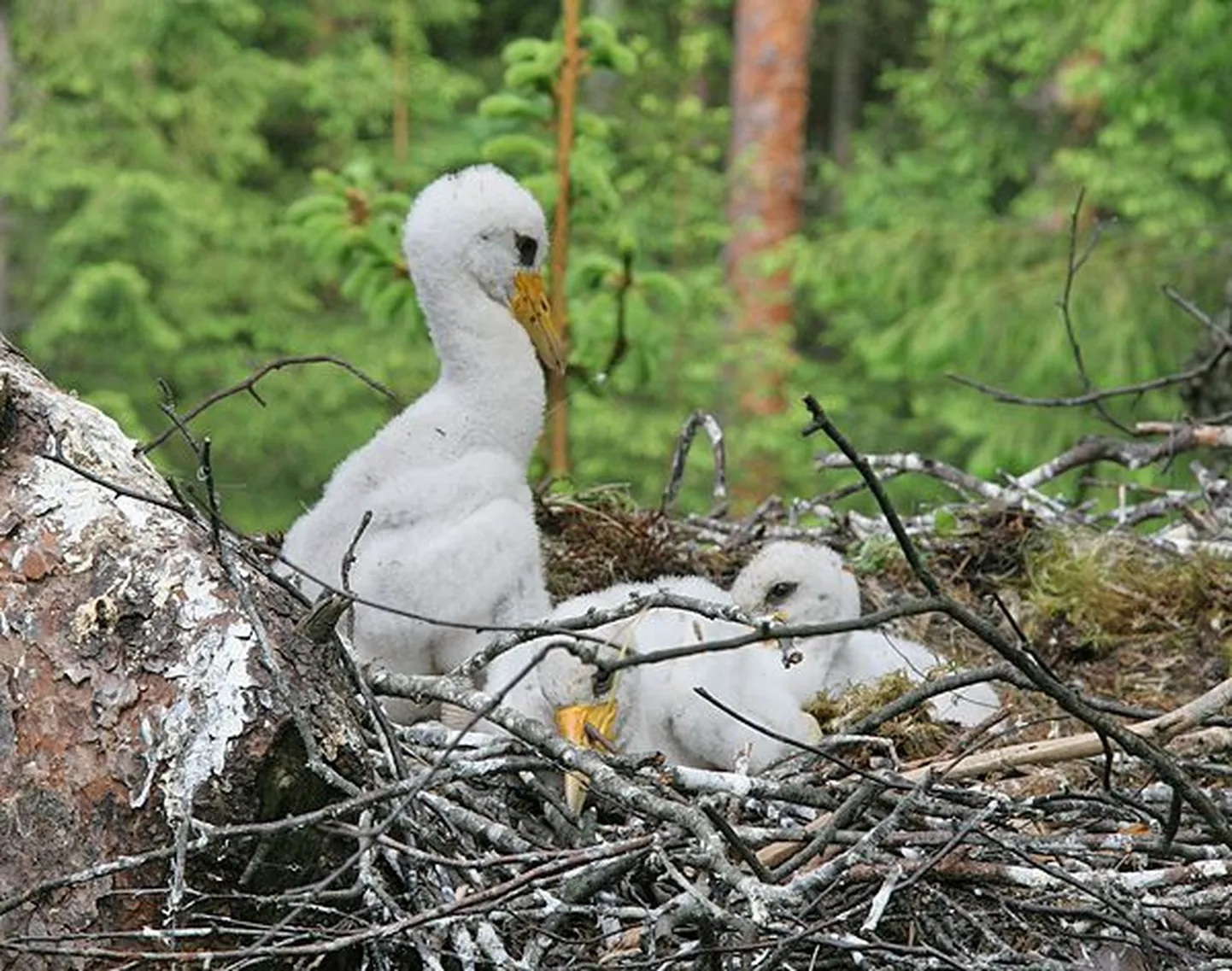 Sellised peaksid Tooni pojad välja nägema nädala pärast - pilt on tehtud Raplamaal leitud pesast.