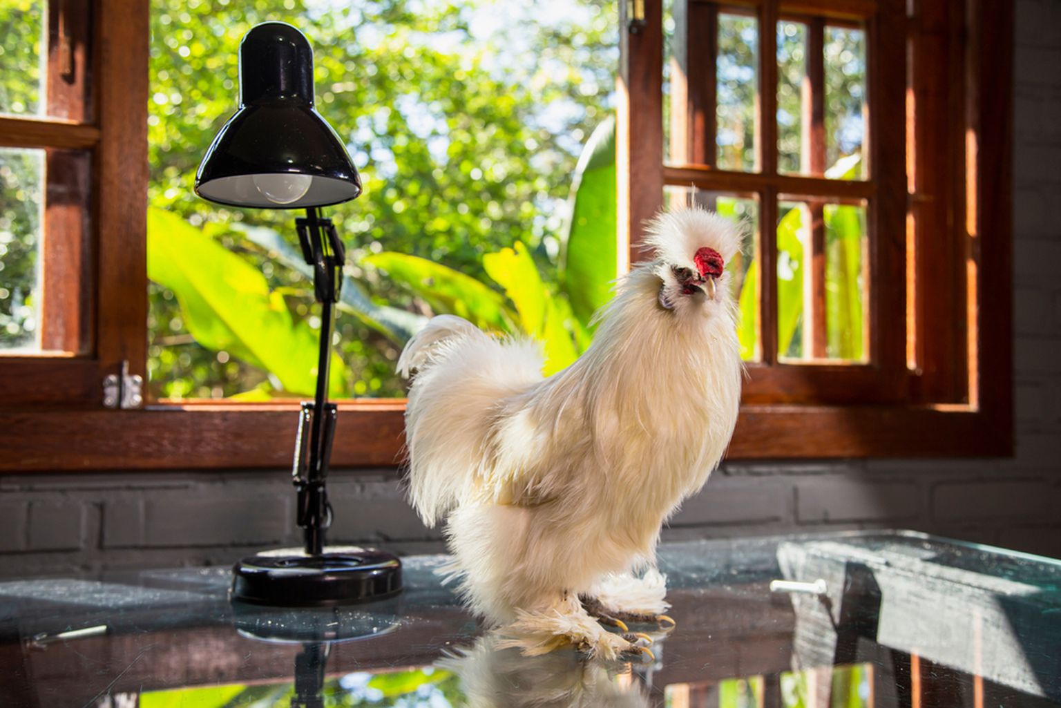 Kana moodi kaagutades võib nartsissistist ülemus tunde rääkida, kui ilus, tark ja osav ta on.