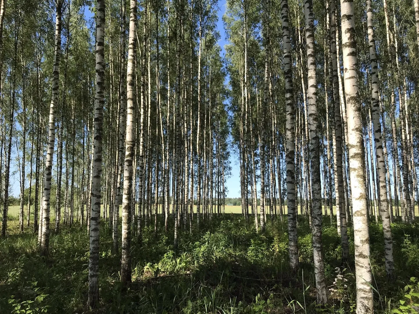 Eestis on peamiselt uuritud kohalike kiirekasvuliste puuliikide – nagu arukask ja hübriidhaab – istandikke. Fotol ongi näha kaseistandik. REIMO LUTTER