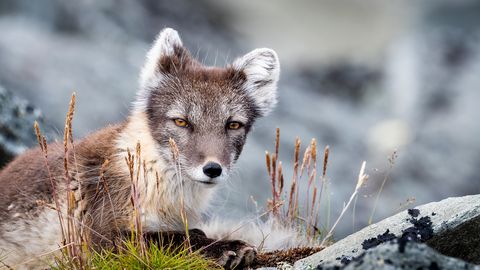 Nākamās nedēļas sākumā Latvijā ieplūdīs vēsāks gaiss