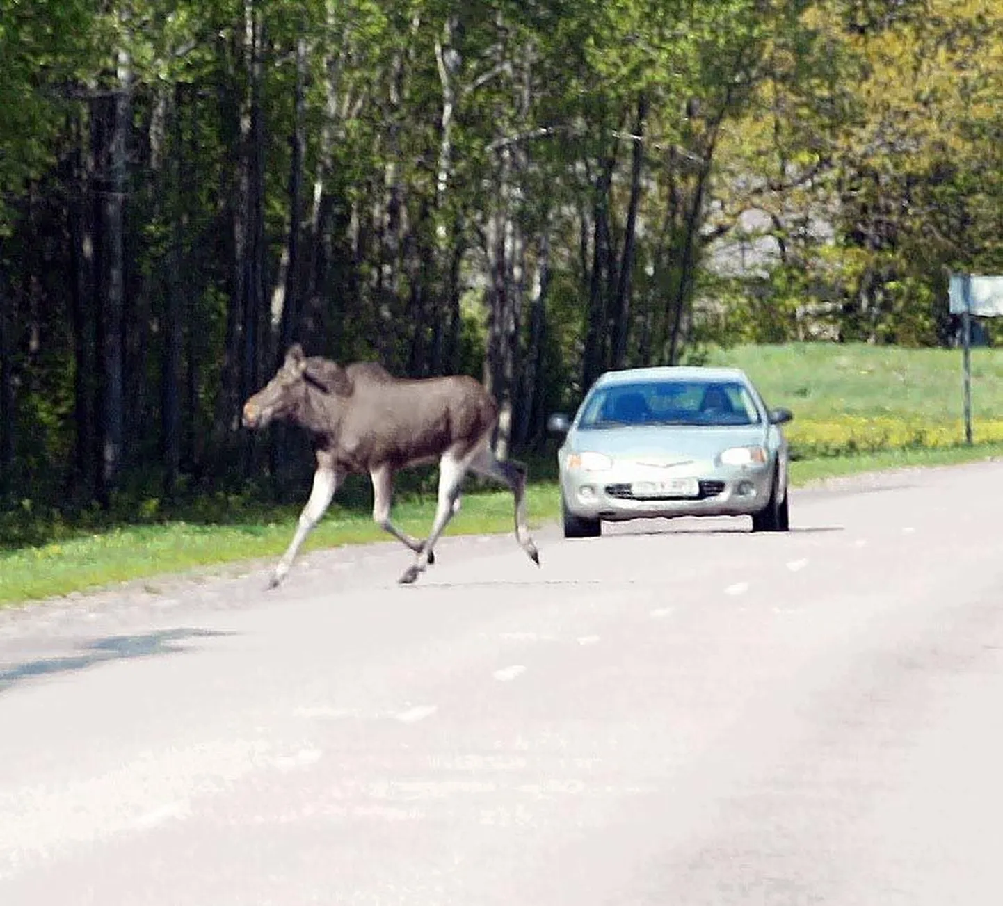 Põdra ja auto kohtumine võib mõlemale halvasti lõppeda.