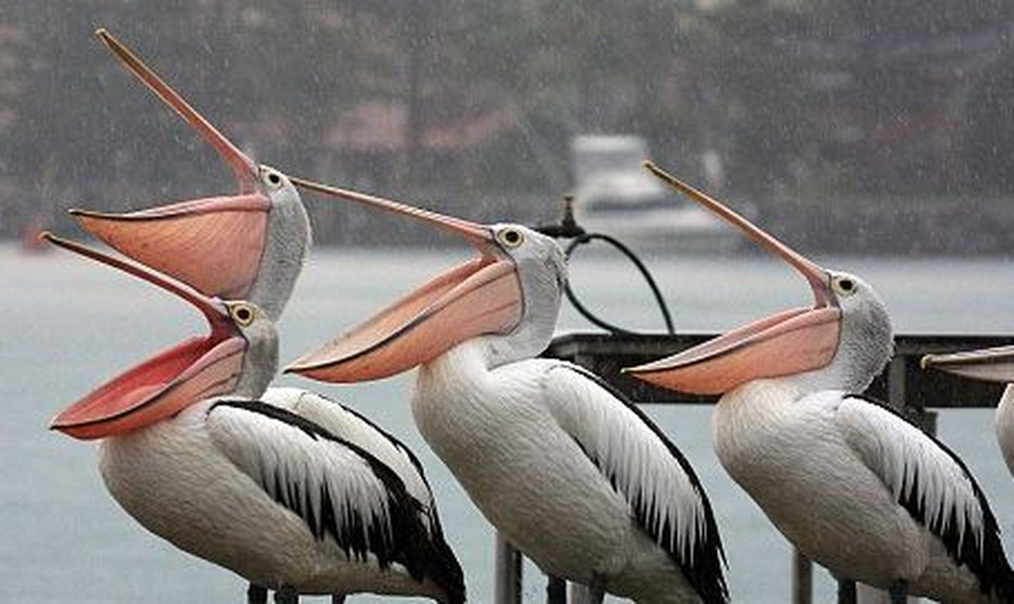 Pelikanid vihma nautimas