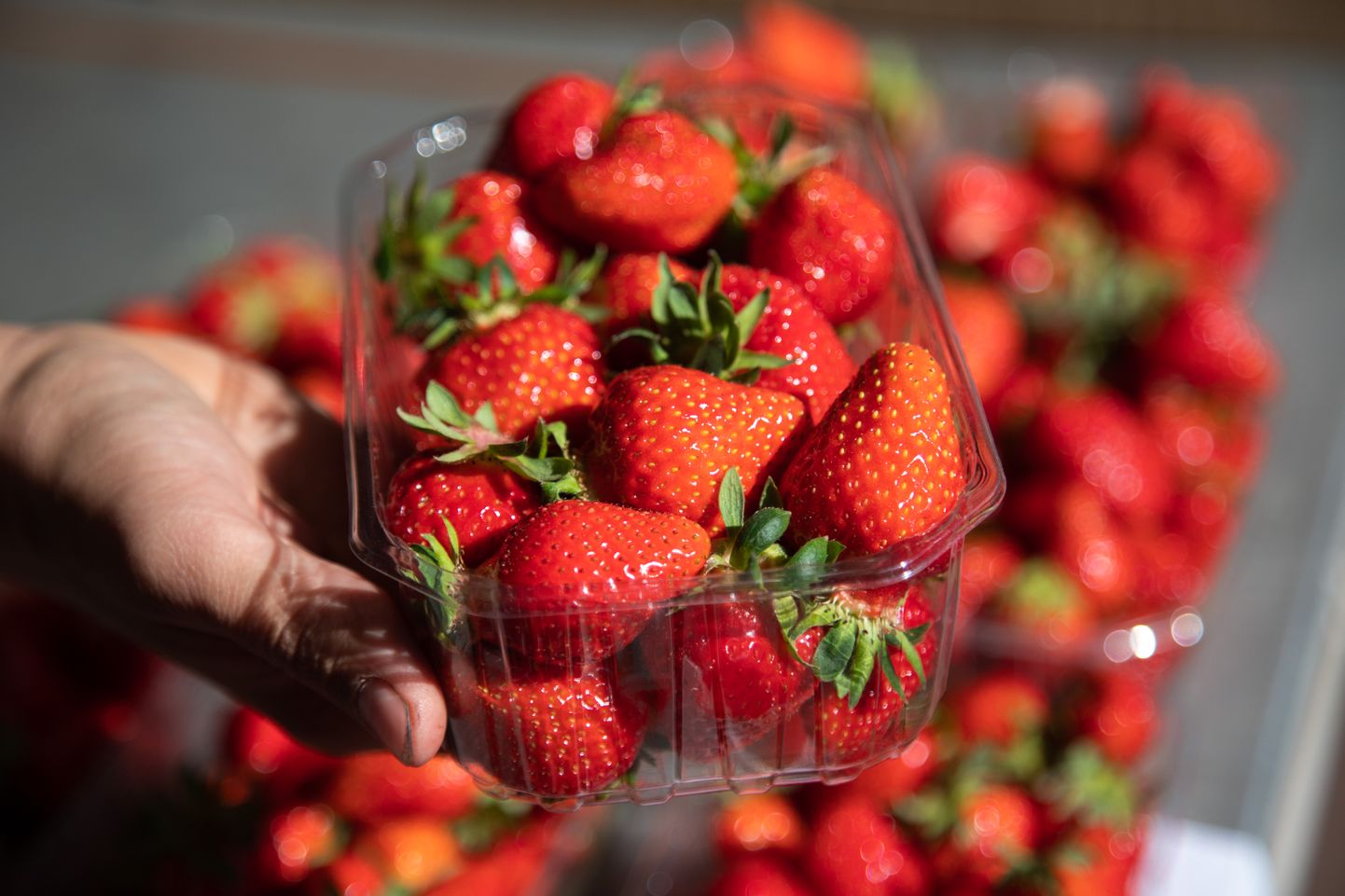 Hooaja esimesed maasikad on juba turul. Järgmistel nädalatel läheb korjamise osas kriitiliseks paljudel maasikakasvatajatel.