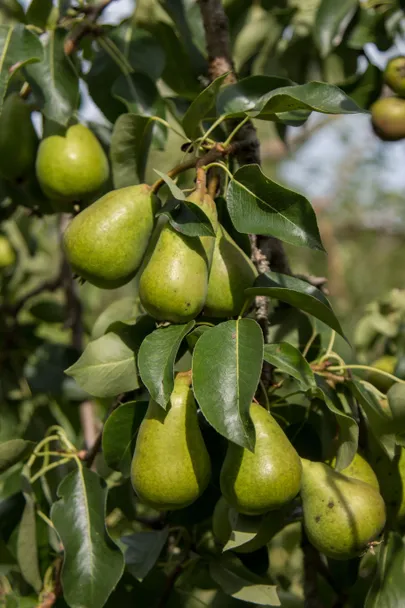 Pirnisortidest peetakse Eestis kasvatamiseks parimaks 'Pepit' - ei vaja kõrvale tolmuandjat, ei kasva liialt kõrgeks ja on pea iga aasta saagi all lookas / Foto: Marko Saarm