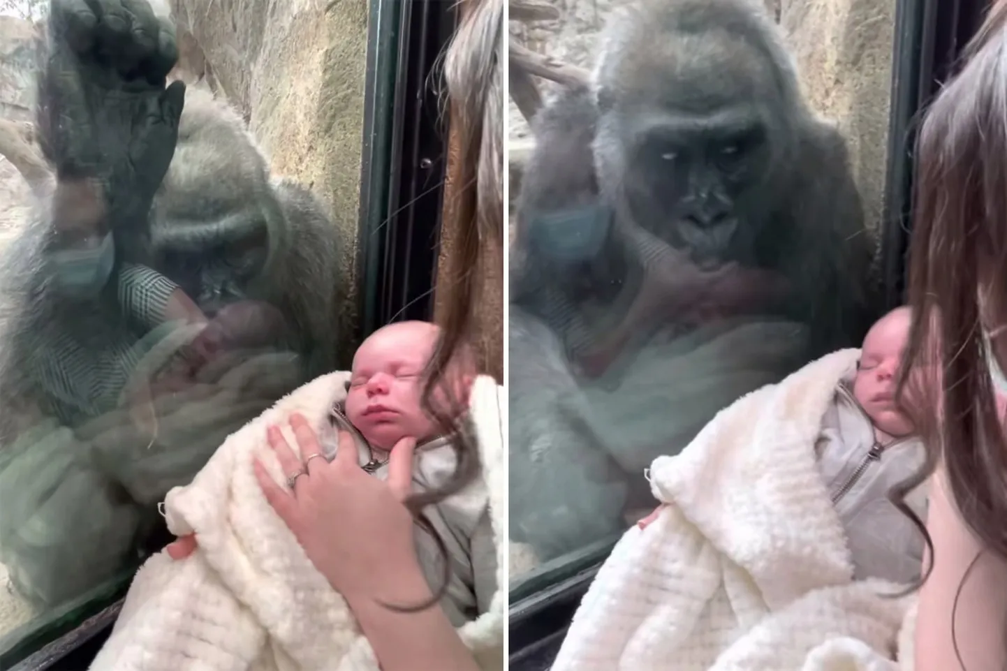 Gorilla Kiki ja ilmakodanik Canyon tutvust tegemas. Kuvatõmmis videost.