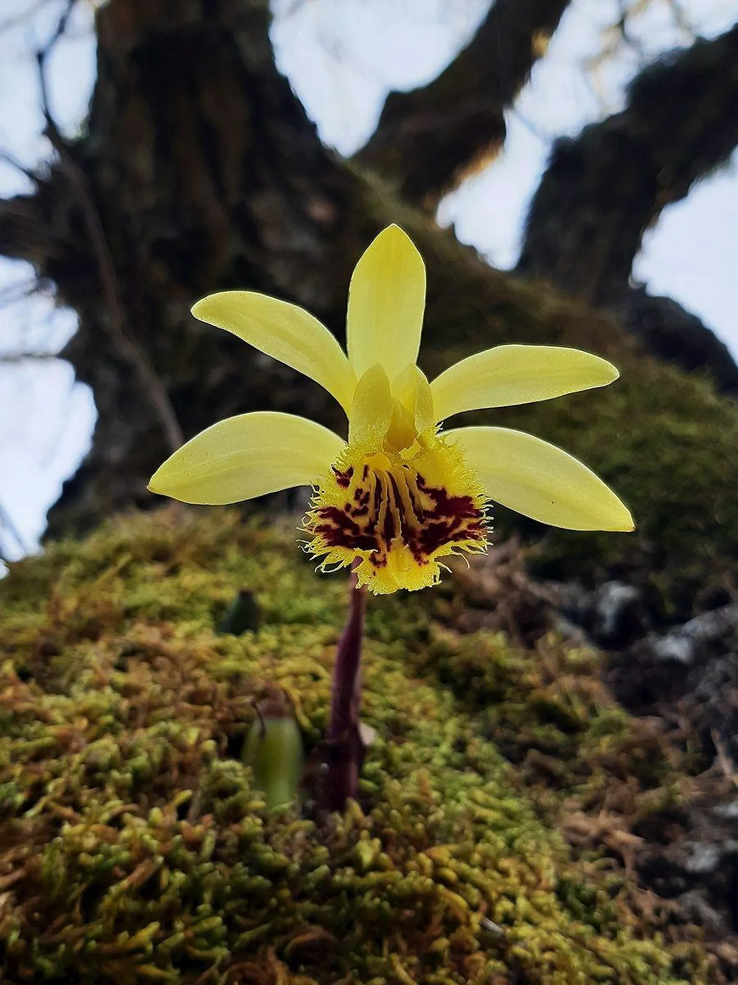 Orhidee Pleione forrestii 24. märtsil Lääneranna vallas õitsemas.
