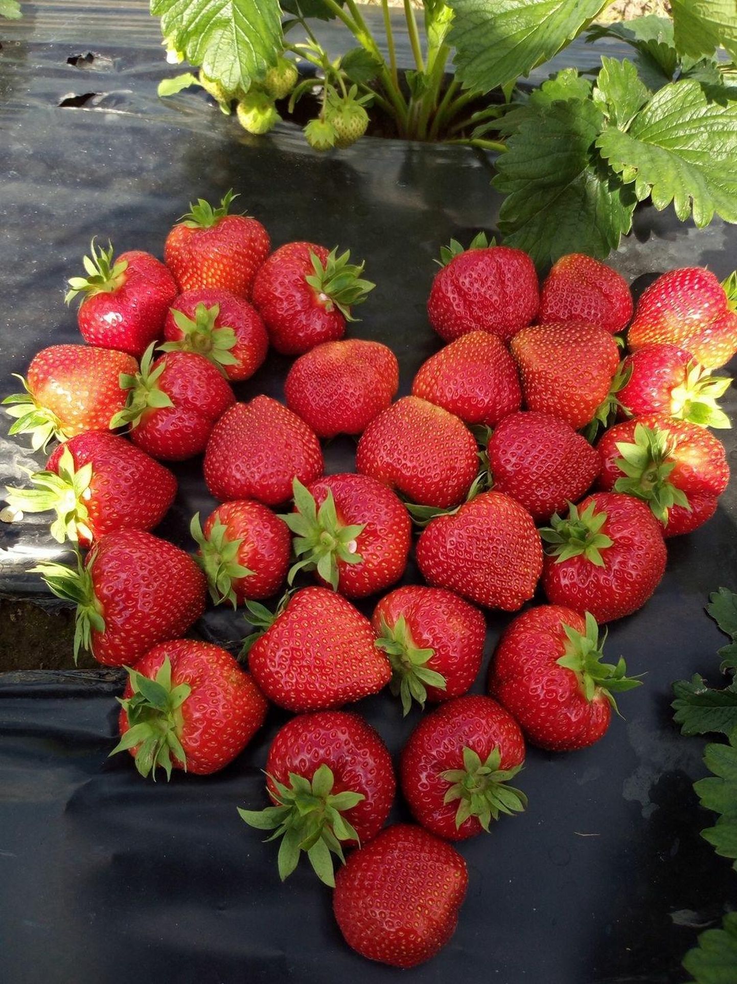 Mulgi märgi kandjate read said täiendust maasikakasvatajatega.
