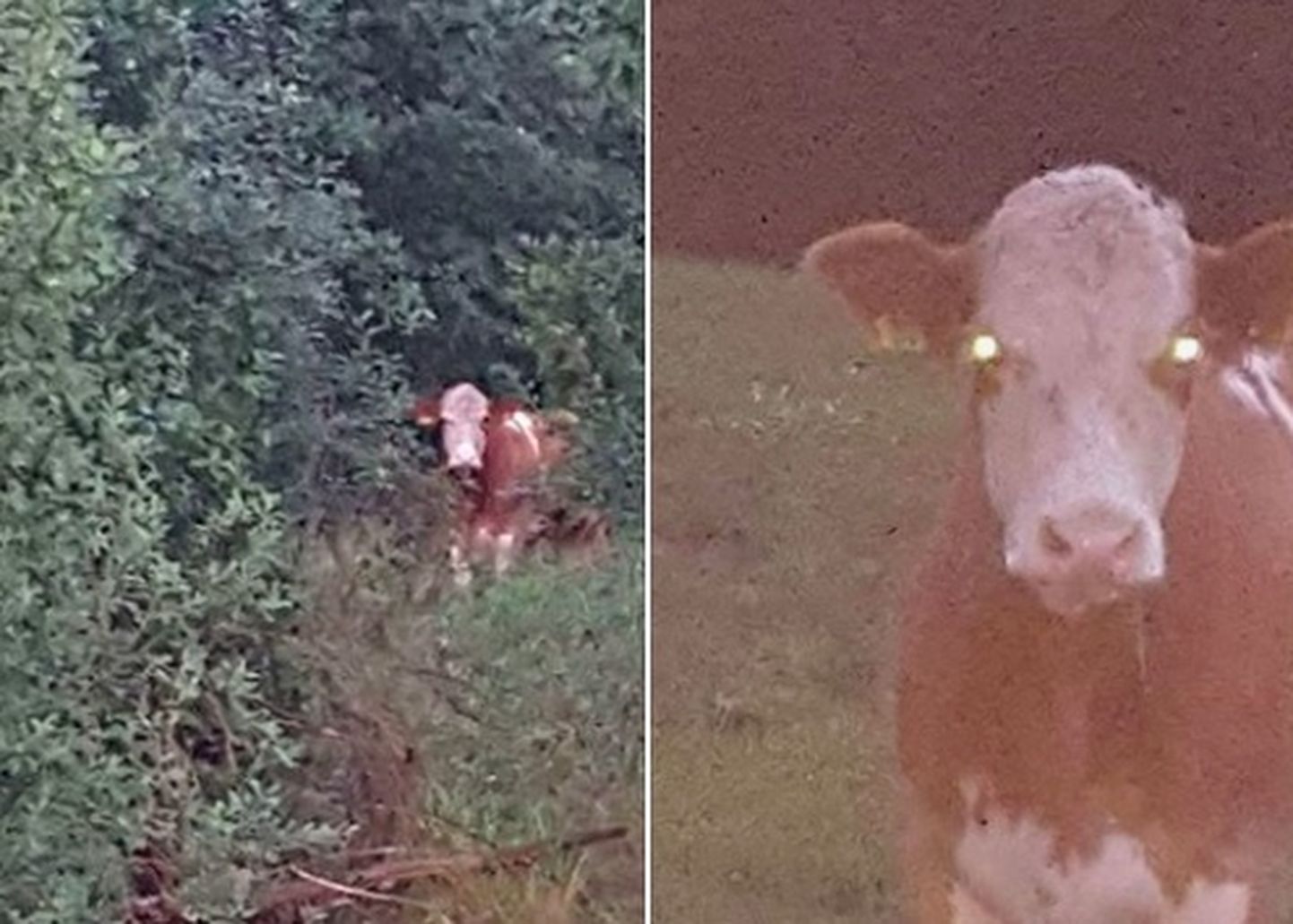 Eksinud lehm