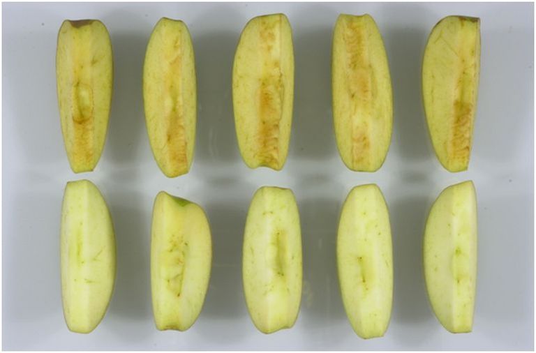 Яблоко «Arctic Golden» (внизу) – это улучшенный сорт «Golden Delicious», плоды которого не коричневеют после того, как яблоко разрезано.