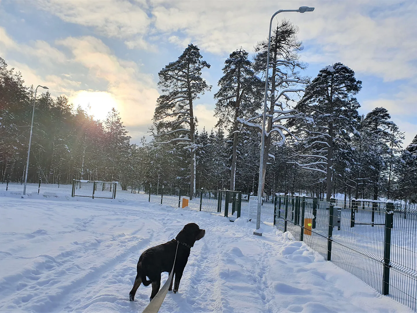 Linnametsa serval asuv koerte jalutusväljak ootab nii suuri kui ka väikeseid neljajalgseid lustima.