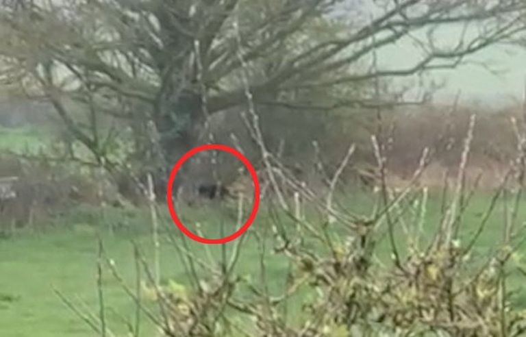 Ühendkuningriigis on juba mõnda aega nähtud kummalisi suuri kaslasi. Kaader videost, mis tehti aprillis 2019