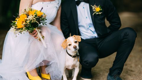 ДО СЛЕЗ! ⟩ Бездомный пес пришел на свадьбу и остался с молодоженами навсегда