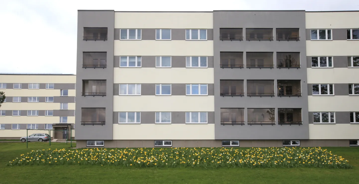Nartsissid Viljandi tee 34 kortermaja ees.