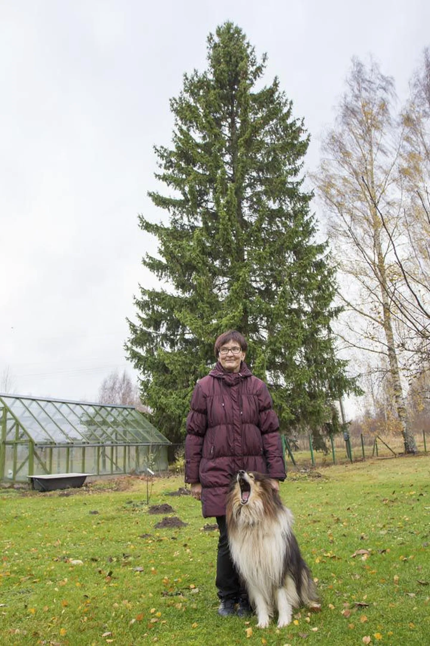 Viljandi jõulupuu paistab praeguse omaniku Tiiu Muska ja koer Ärri selja tagant.