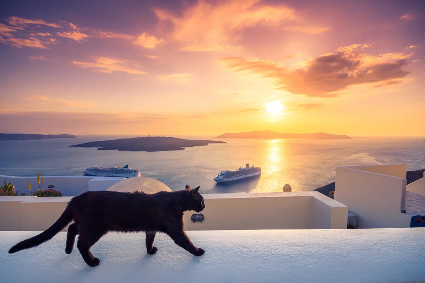 Кот и море. Иллюстративное фото.