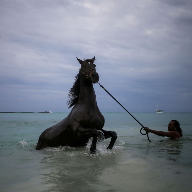 Barbados. Hobune kümblemas Kariibi meres. 