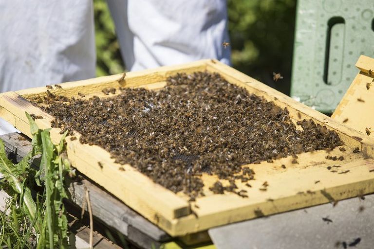 Spetsialistid võtavad tarudest proove, et selgitada mesilaste massilise suremise põhjust.