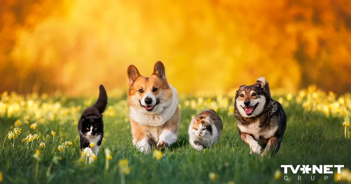 Animal Rights: 10,000 Signatures Demand Legal Recognition