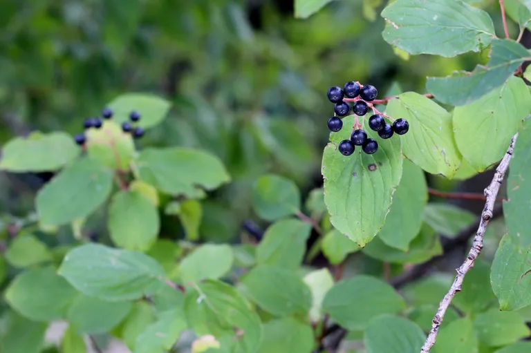 Harilik türnpuu (Rhamnus cathartica) on kuni kaheksa meetri kõrgune puu või heitlehine põõsas. Mais ja juunis õitseva türnpuu väikesed kollakasrohelised õied asuvad kimpudena õisikutes. Väike kerajas luuvili küpseb rohelisest mustaks augustis ja septembris. Sageli jäävad luuviljad kevadeni põõsale. Mustjas tüvekoor ketendab ja on kare.