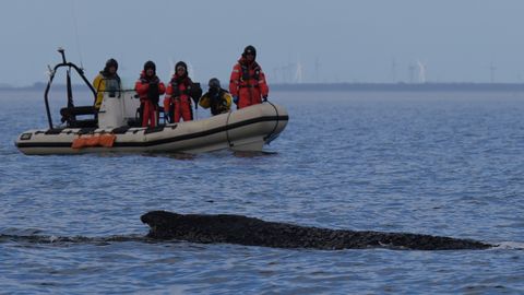 VIDEO ⟩ Saksamaa rannikul hätta sattunud vaal pääses vabaks