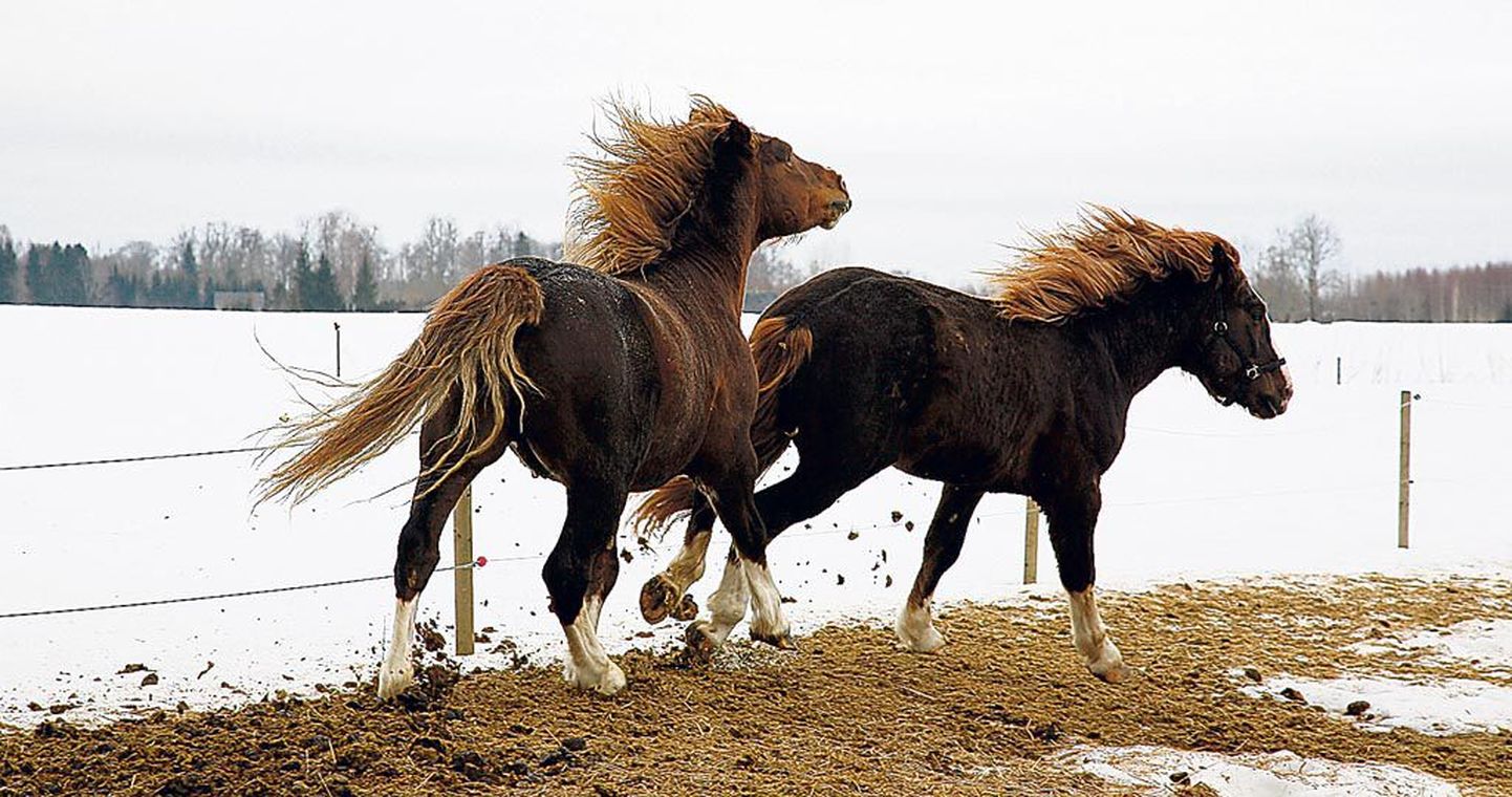 Kuigatsi külas lumises koplis lasevad Tori hobused traavi, nautides neile antud vabadust.