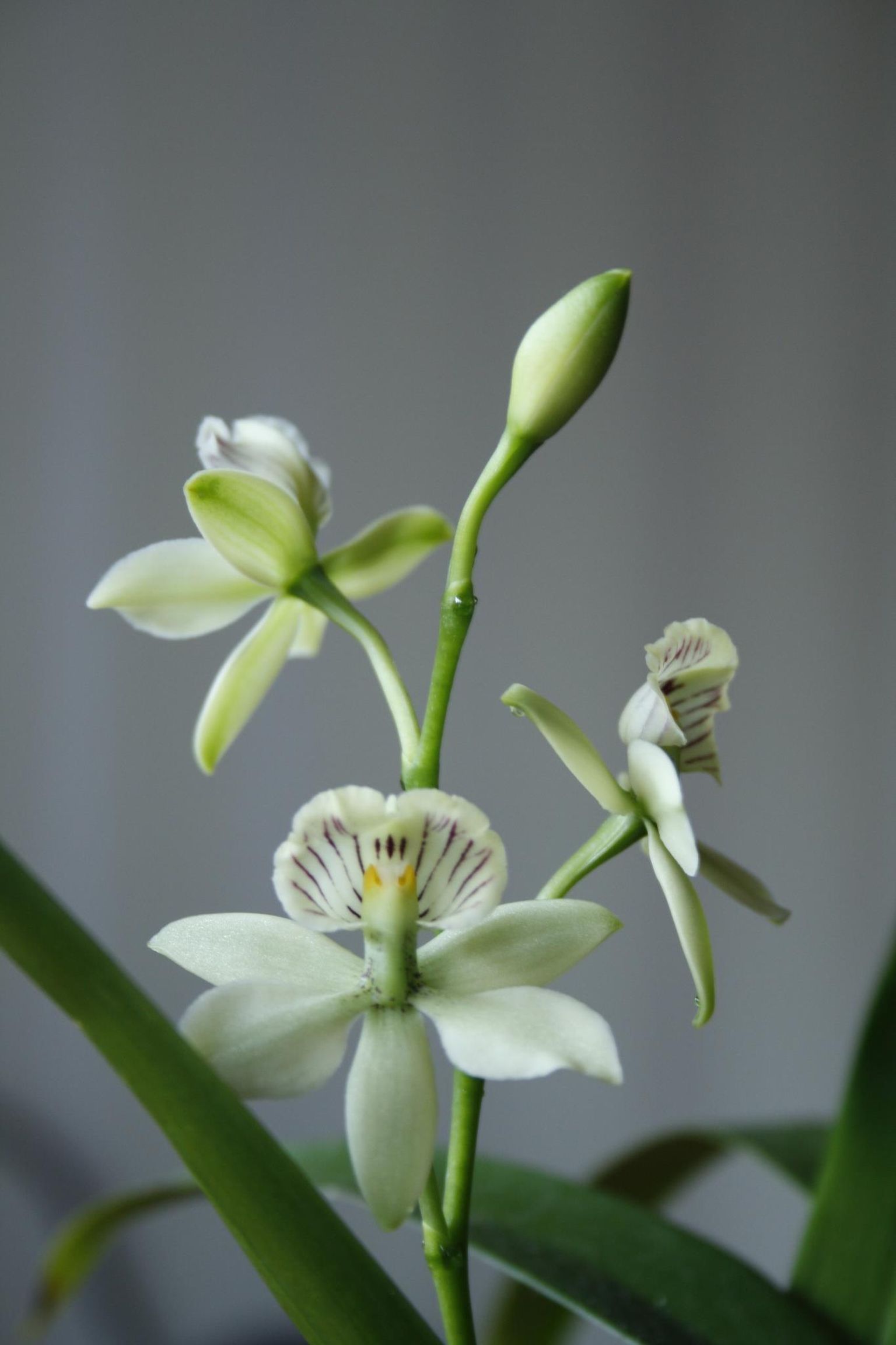 Merle Toompark on kodus orhideesid kasvatanud 14 aastat, praegu on tal taimi 50 ringis. Sellel fotol on näha Encyclia radiata.