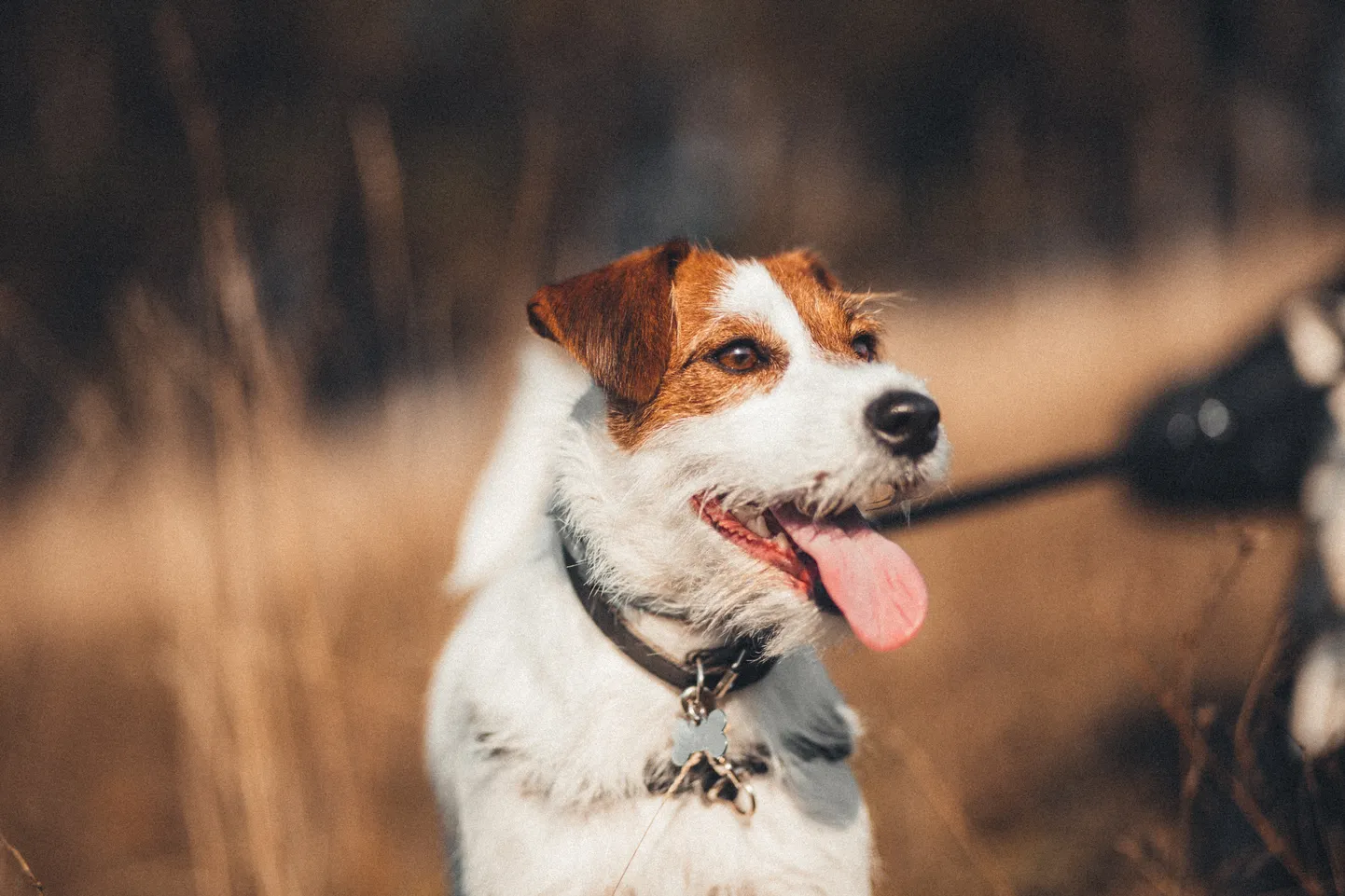 Armastatud näitlejal Rob Lowel on väiksekasvuline koeratõug Jack Russelli terjer.