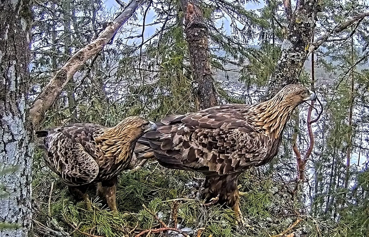 Kaljukotkakaamera nr 2: kaljukotkapaar pesal.