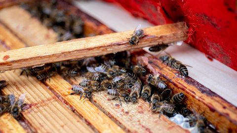 Mesinikud kutsuvad mesilaste päeval pöörama tähelepanu töökatele mesilindudele