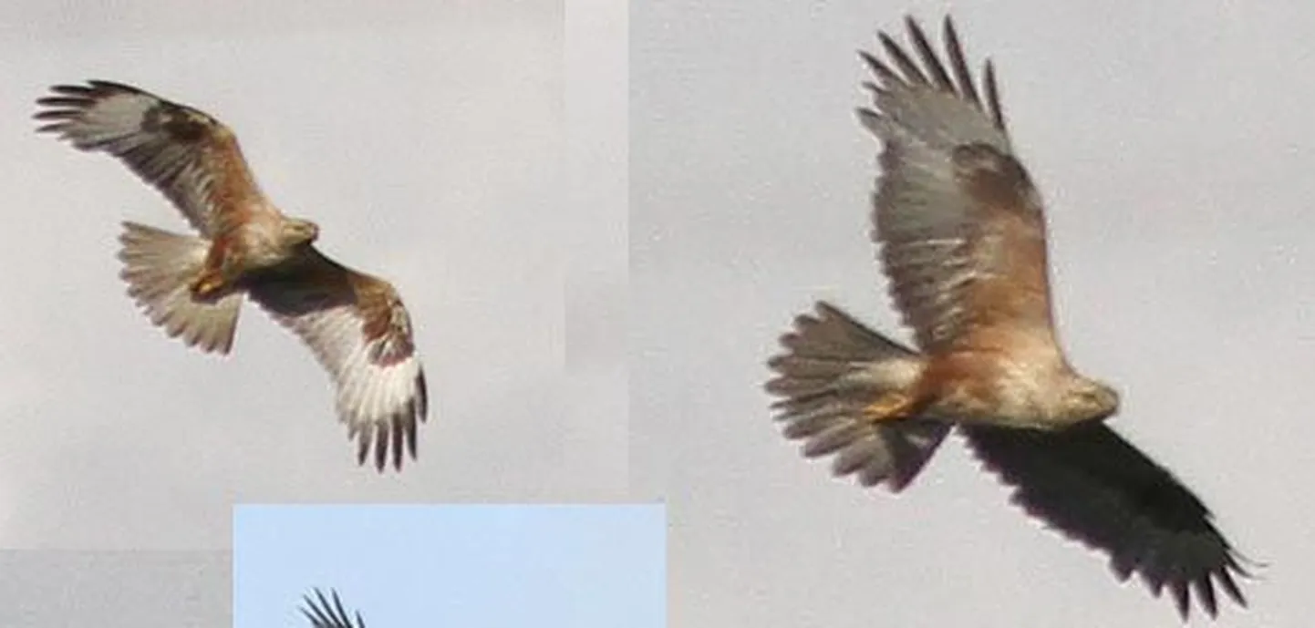 Valgamaal on linnuvaatlejad juba kolm päeva saanud jälgida stepiviu (Buteo rufinus) tegemisi.