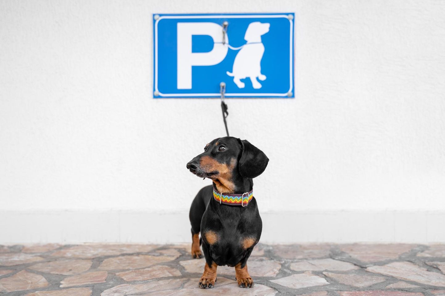 Korrakaitseametniku haldusalasse kuuluvad nii parkimine kui ka lemmikloomade nõuetekohane pidamine.