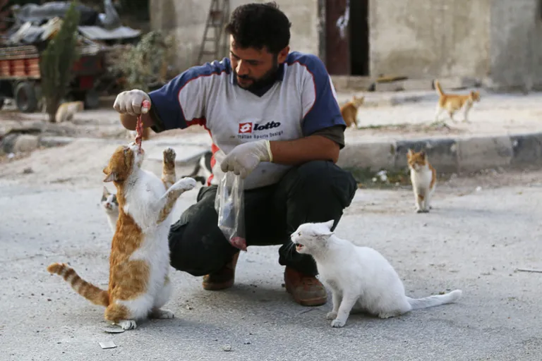 Artikli foto