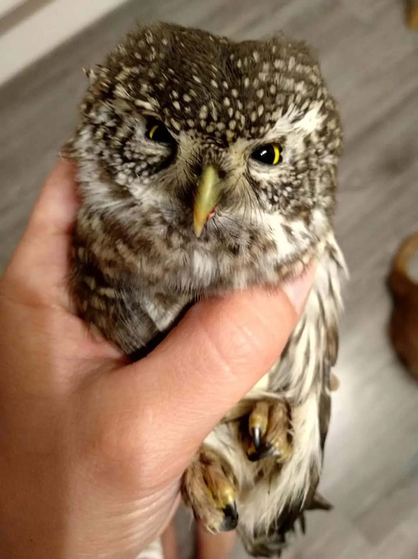 Väike värbkakk, kes ei elanud kokkupõrget aknaga üle, sest abi jõudis temani liiga hilja.