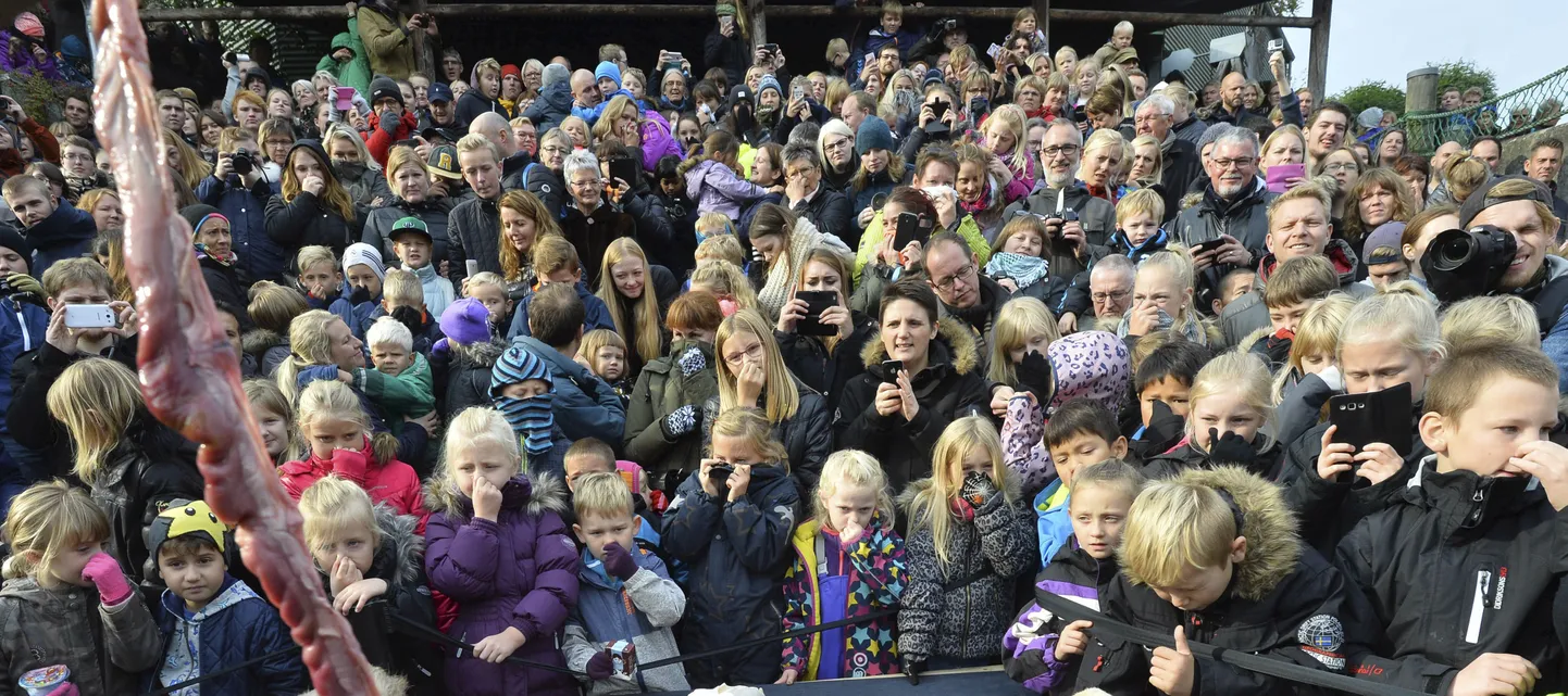 Inimesed hoiavad lõvi lahkamisel nina kinni.