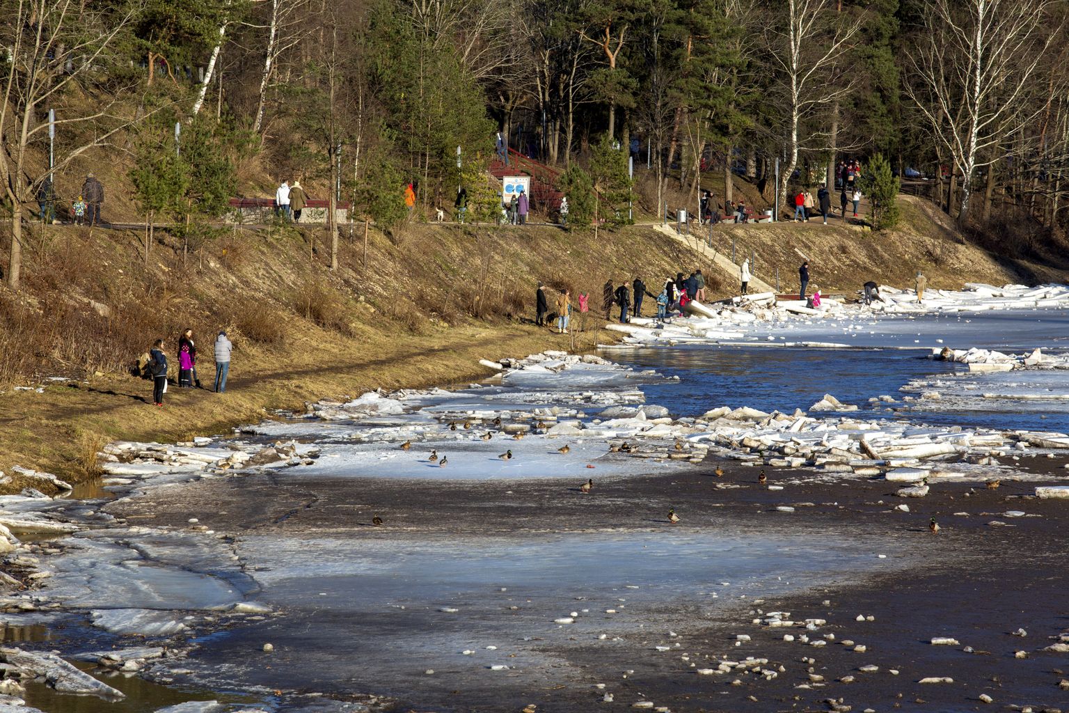 Ogres upē pie Ogres sākusies ledus iešana.