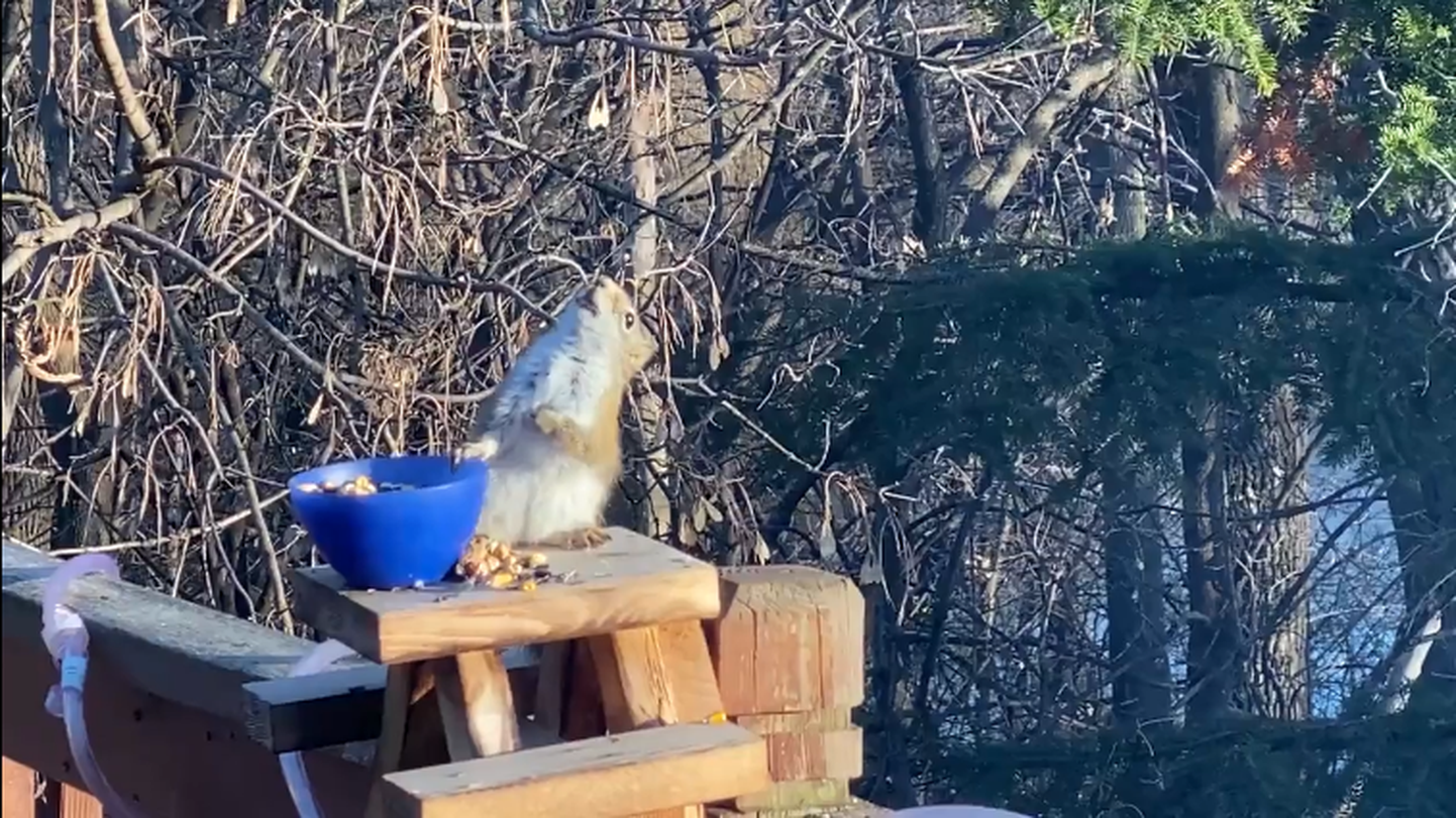 Käärinud pirni söömisest väidetavalt purju jäänud orav.