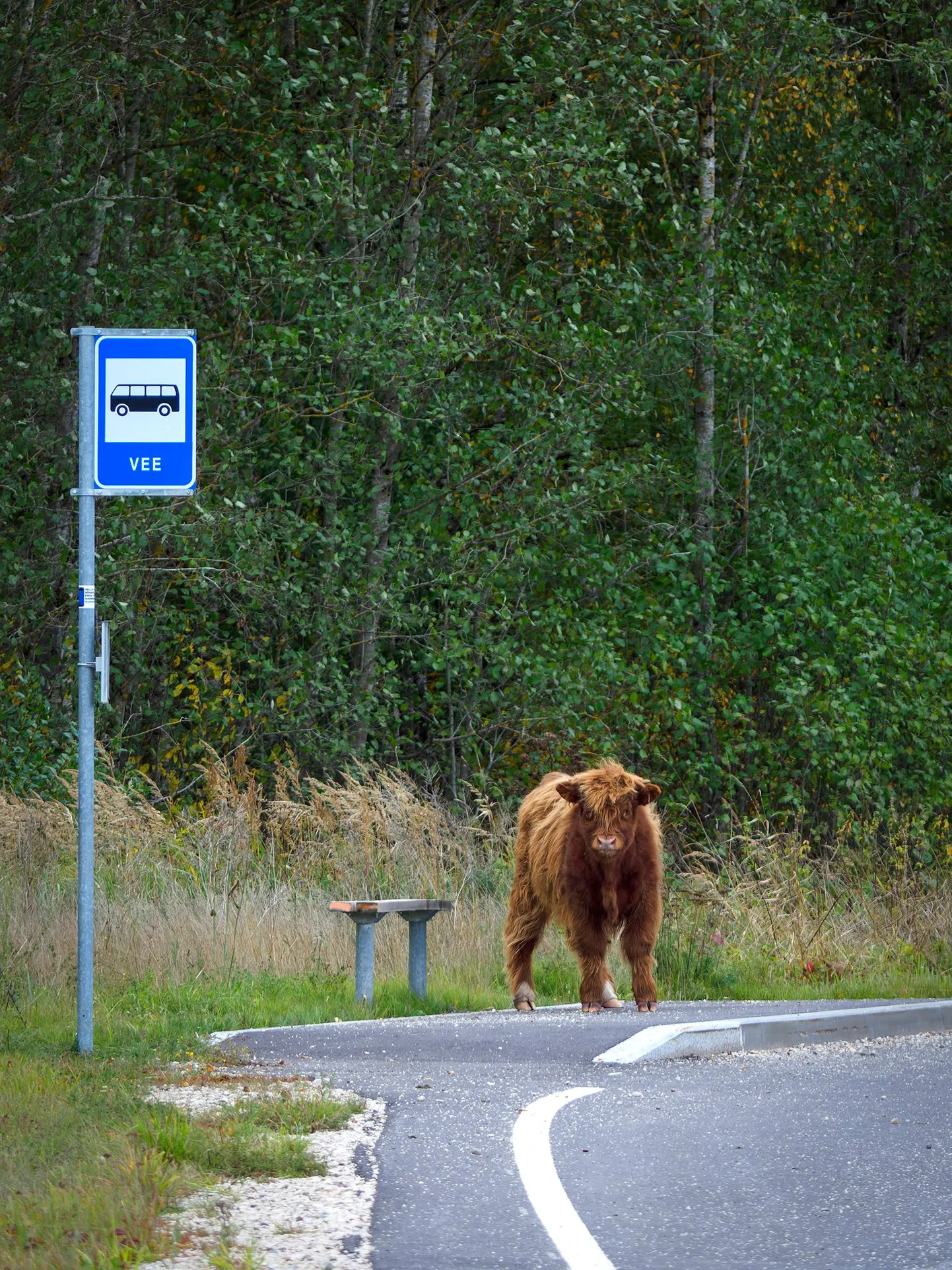 Raksta foto