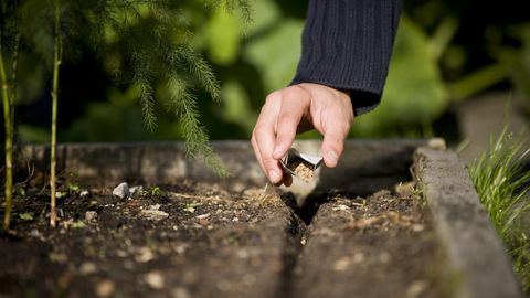 Ravim- ja maitsetaimi võib novembriski külvata