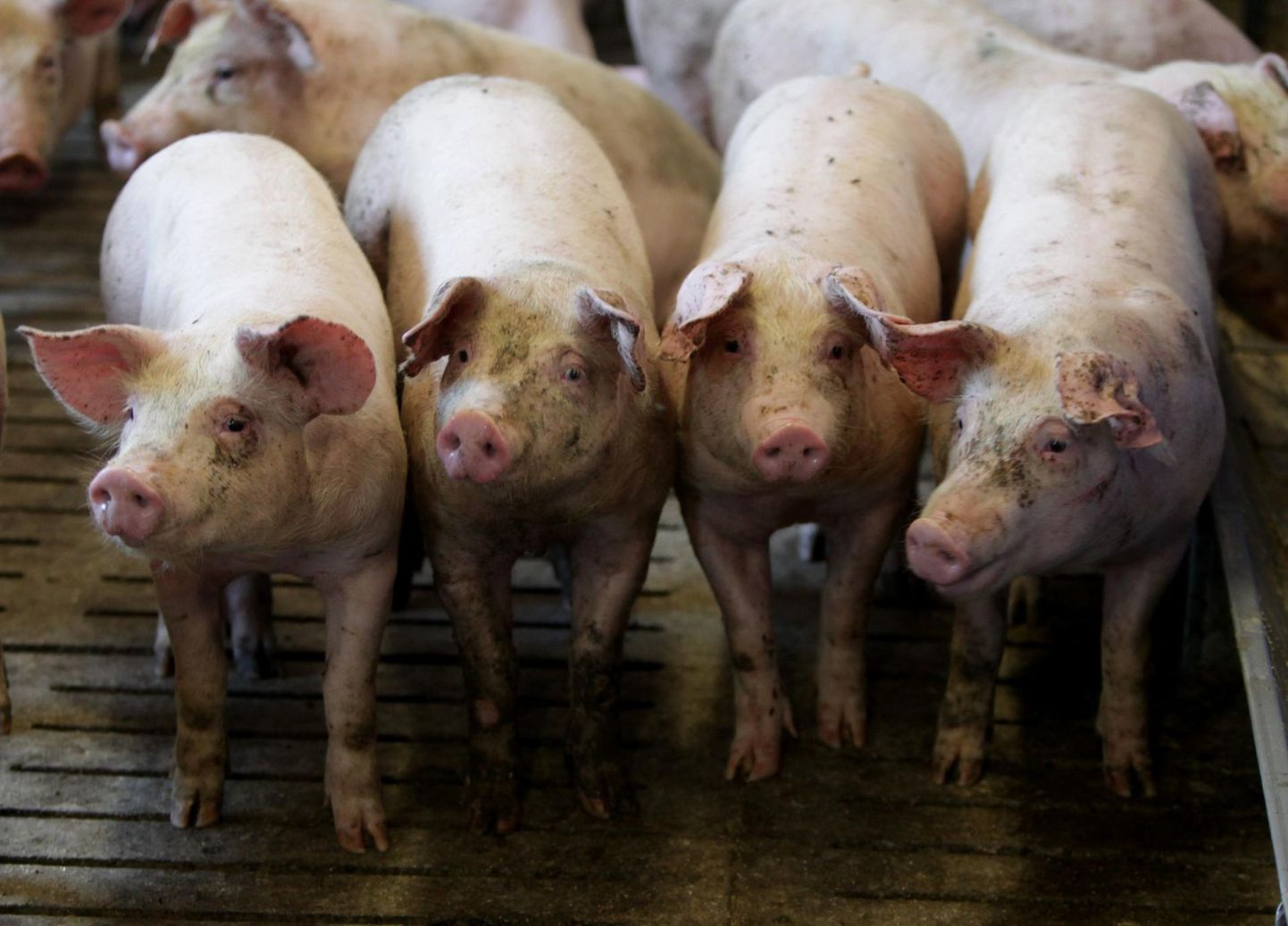 Tapetud sigadelt saadi kokku 3855 tonni liha.