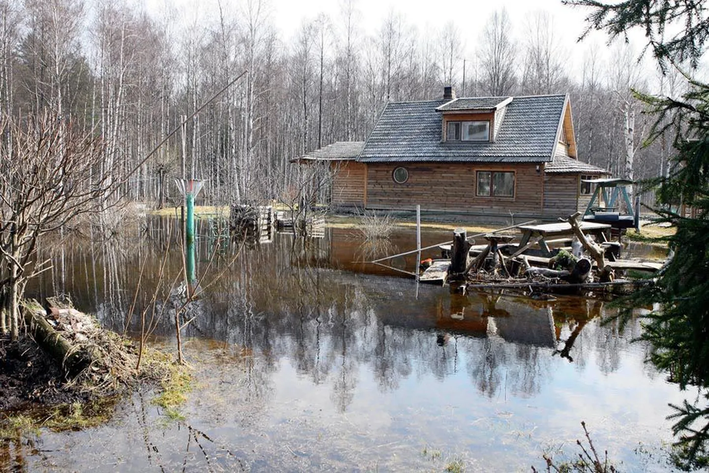 Vaibla küla elanik Kaido Tillmann tõstis kolmapäevalgi mitu haugi oma õuele tekkinud ajutisest järvest välja ning lasi nad Võrtsjärve viivasse ojja.