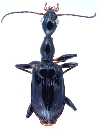 Madagaskarilt avastatud Archicolliuris ranomafanae