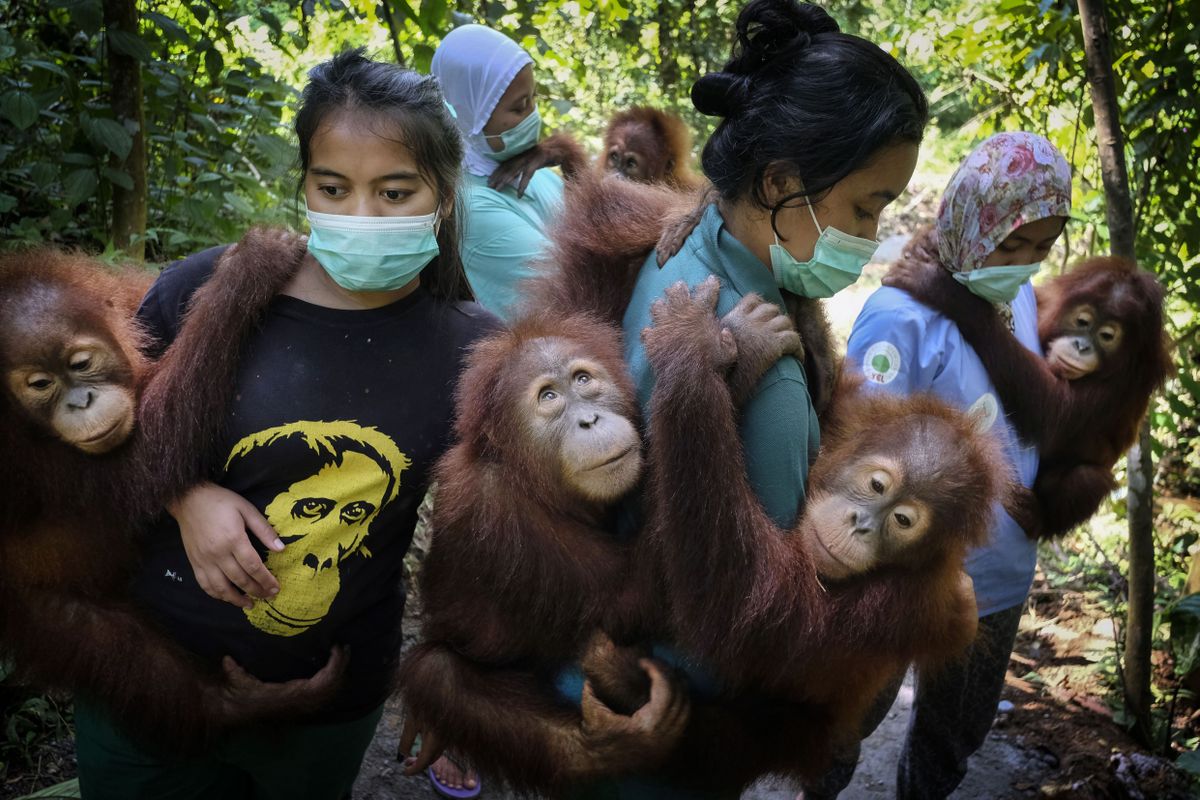 Asendusemad kannavad orvuks jäänud orangutane metsakooli, kus õpetavad neid puu otsa ronima. Sibolangiti, Põhja Sumatra, Indoneesia.