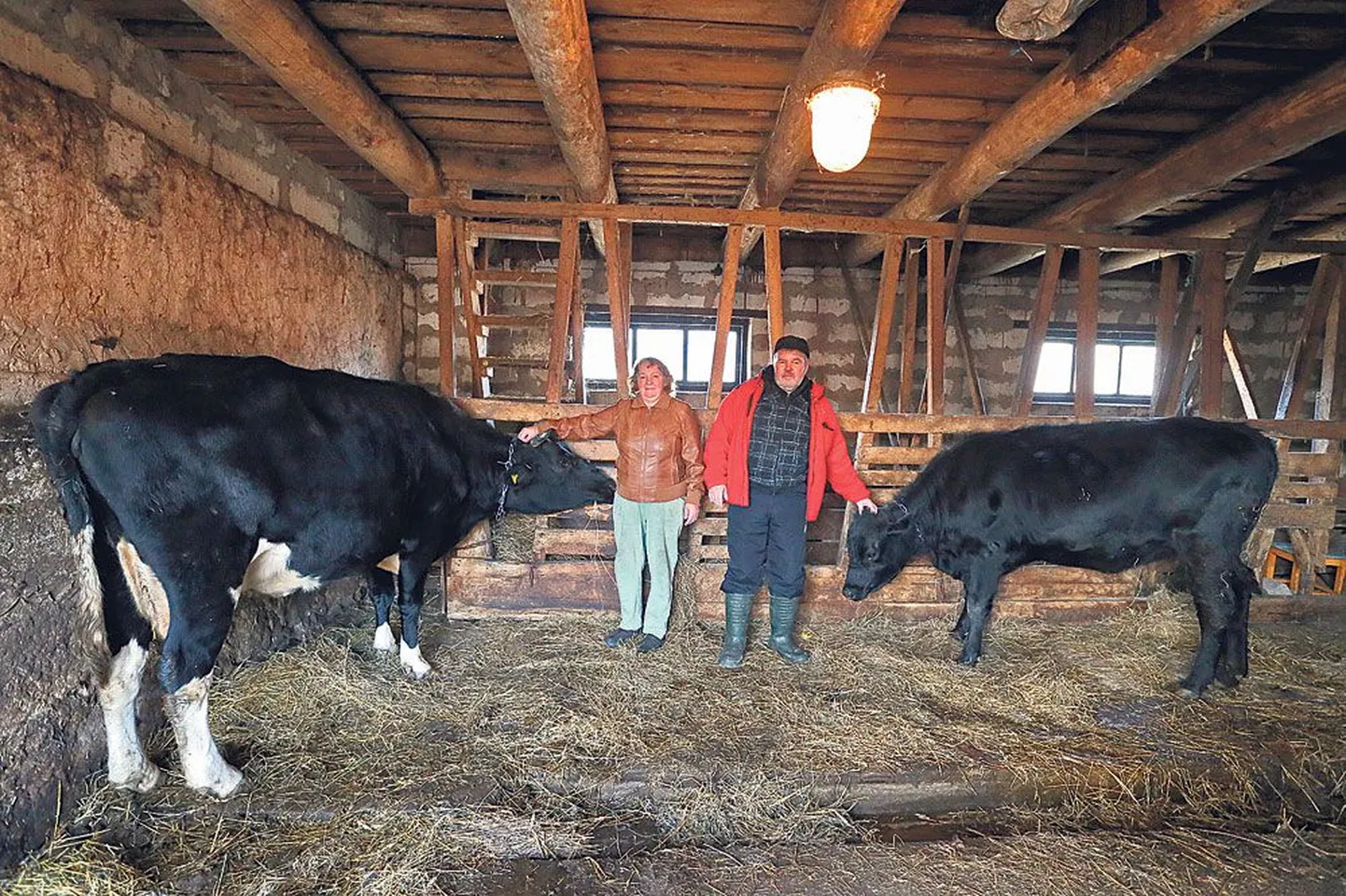 Liilia ja Priit Kuusi kaks lehma on puhtad ja läigivad. «Iga päev tõmbame loomad lapiga üle,» kinnitab perenaine.