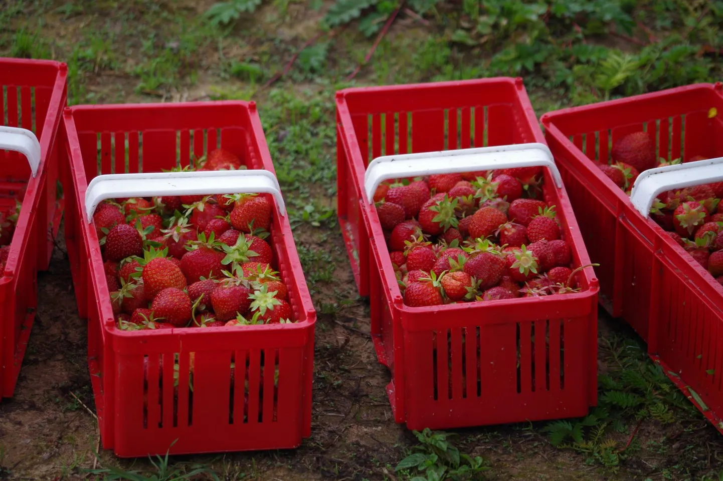 Sepakõrtsi talu maasikad