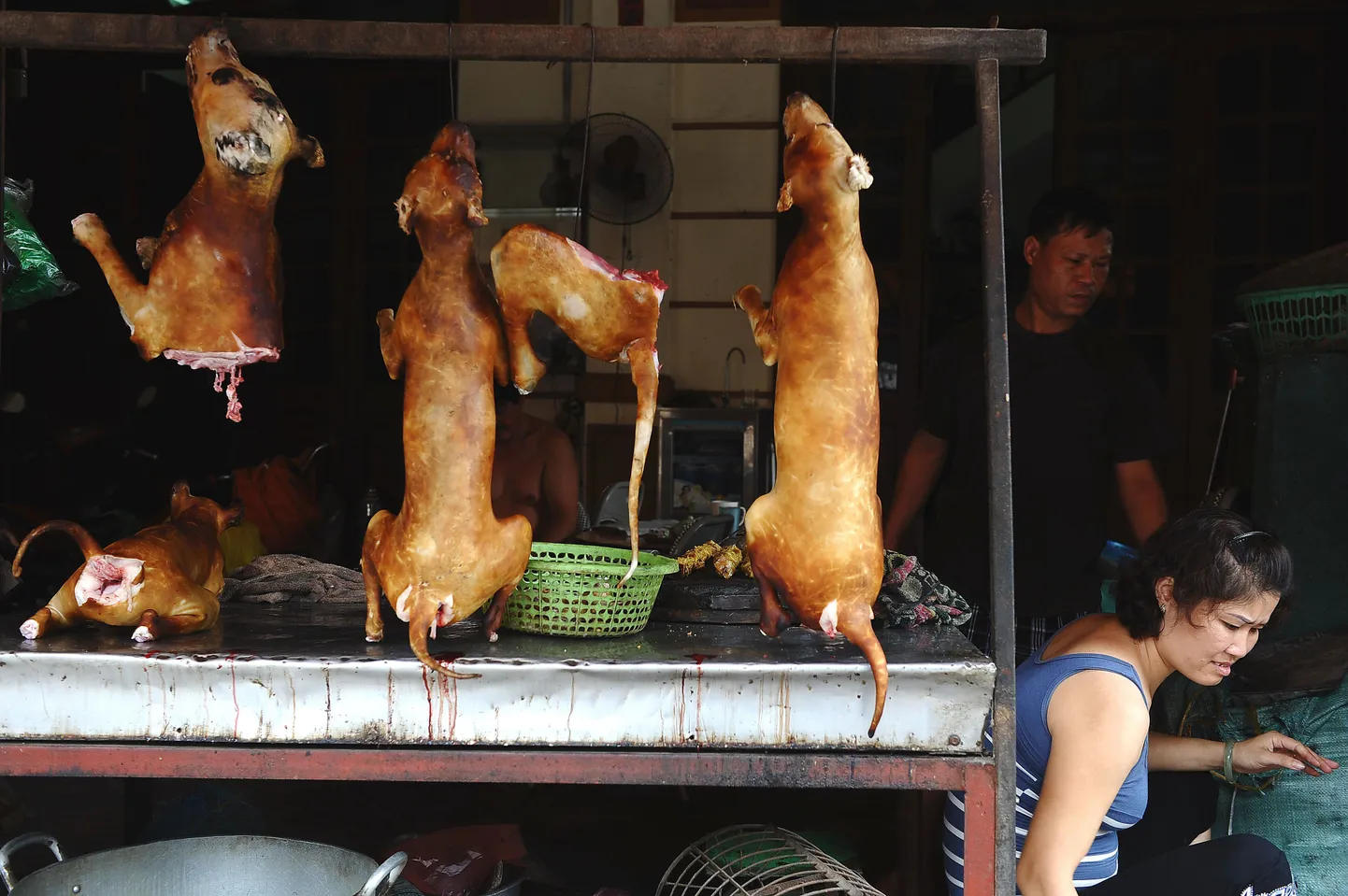 Lett koeralihaga Vietnamis.