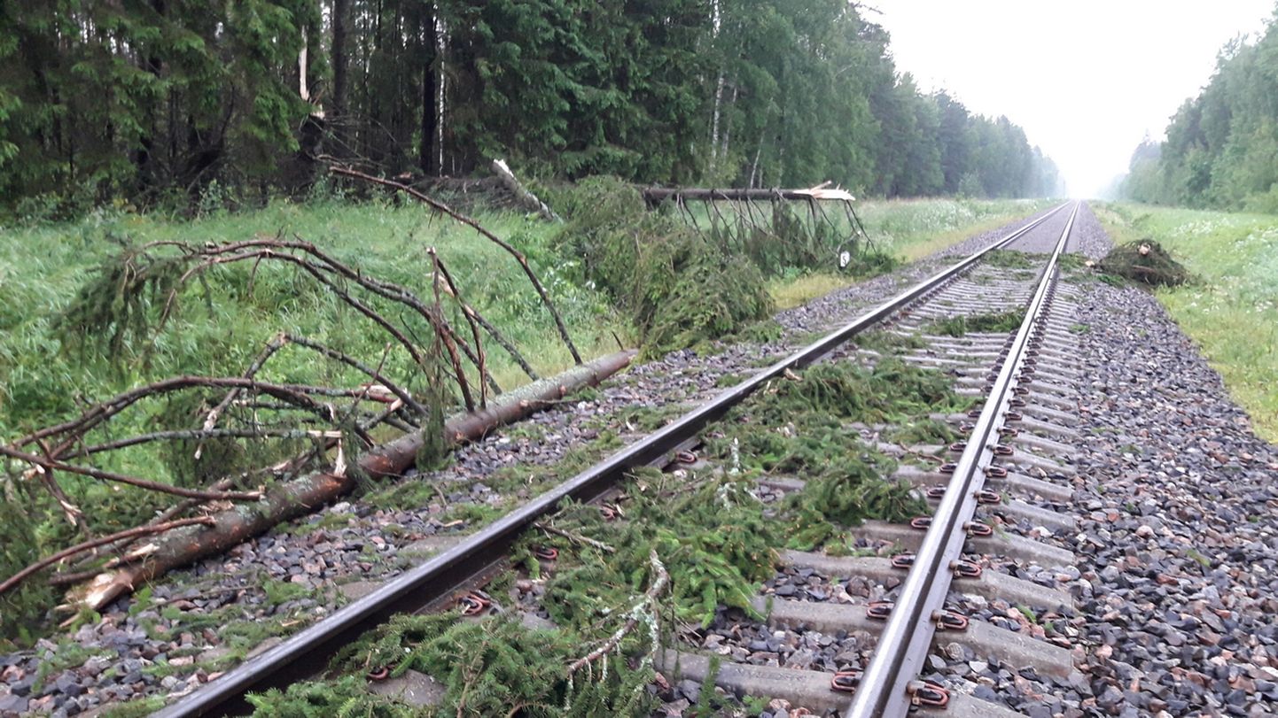 Põlvamaal Verioral oli raudteele kukkunud kuusk.
